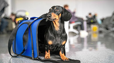 Hunde dürfen künftig nicht mehr auf Flügen in die USA mitgenommen werden