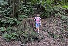 Wie groß muss der Baum gewesen sein? Petra Scheer (Reisebüro Gmünd, Schwäbisch Gmünd) neben einem Baumstumpf