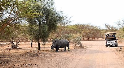 Afrikanische Tierwelt zum Greifen nah im Bandia Wildlife Park